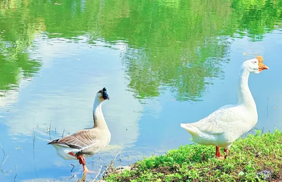 Bella Goose Cafe on the Pond
