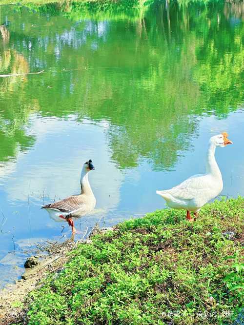 Bella Goose Cafe on the Pond