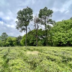 清风小院(三峰街店) User Photo