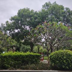 啊一柠檬茶(东源宝晟城店) User Photo