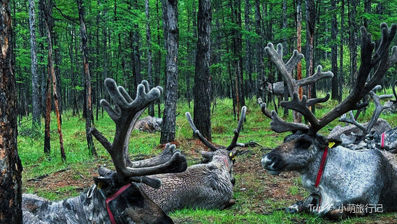 Aoluguya Ewenki Ethnic Township - Hometown of Reindeer Culture
