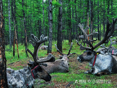 Aoluguya Ewenki Ethnic Township - Hometown of Reindeer Culture