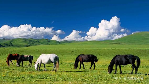 Ganzi Ashu Grassland