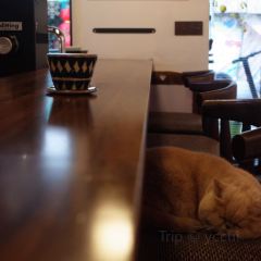 MOJ coffee(楠溪江石柱店) User Photo