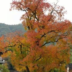 DE YUE LOU User Photo