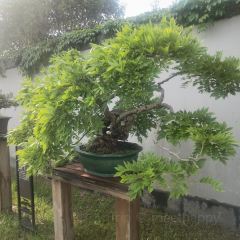 The Huaiyang Garden & Quyuan PLUS User Photo