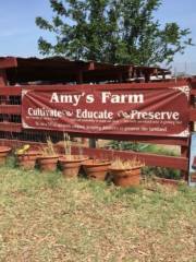 Amy's Farm