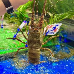 椰林海鲜码头(番禺万达店) User Photo