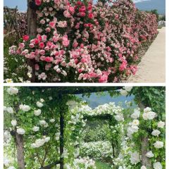 听花谷餐厅 User Photo
