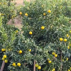 明味生態農莊張用戶圖片