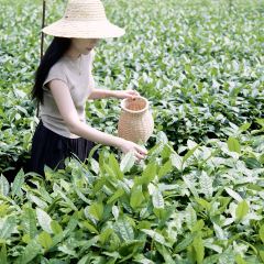 T三峰林茶谷野奢帐篷营地·T三茶宴 User Photo