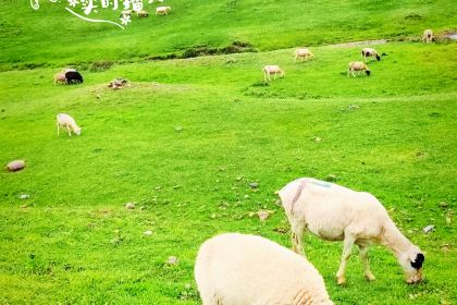 会泽大海草山羴犇烧烤店