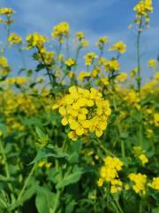 油菜花基地