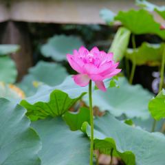 龙山餐厅 User Photo