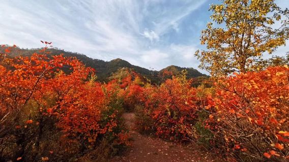 han cheng xiang shan hong ye