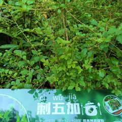 普洱小熊猫庄园·天碧餐厅 User Photo