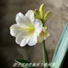 Avatar 1