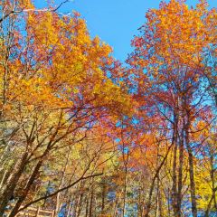 阿妈家特色藏餐(九寨沟店) User Photo