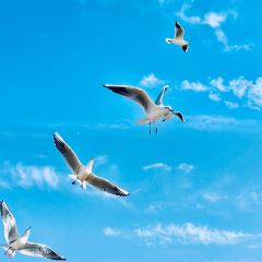 Bar Lotus User Photo