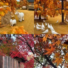 AWU YELLOW RIVER COMMON CARP User Photo