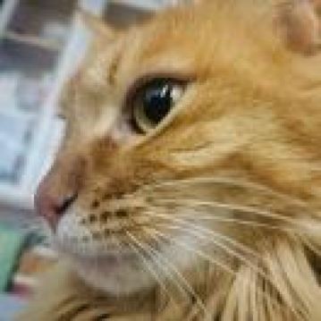 ໊ ໊ S 🐾 柳川藩主立花邸 御花 クーポン