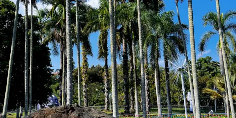 西雙版納南葯園景區