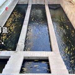 年年有渔渔府(滨河大道店) User Photo