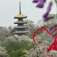 QINGHE User Photo