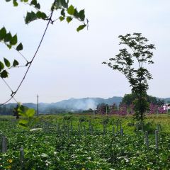 梦回桃花园擂茶(伯赞路旗舰店) User Photo