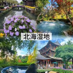 邓氏大薄片 User Photo