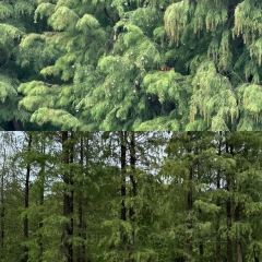 FengCheng ShuangPi Nai User Photo