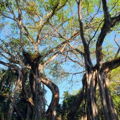 盈黎手抓饭(芒市店) User Photo