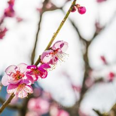 临福山庄 ảnh của người dùng