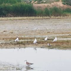 乌梁素海 User Photo