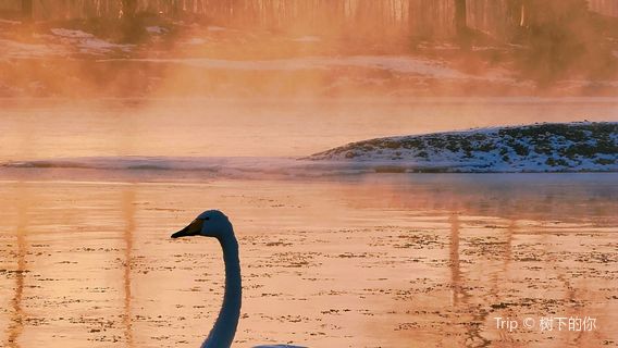 Swan Lake Ecological Tourism Scenic Area