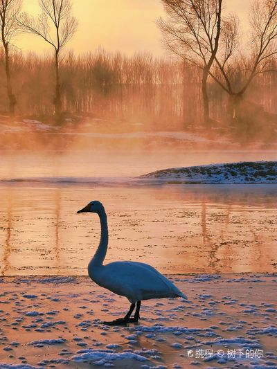 Swan Lake Ecological Tourism Scenic Area