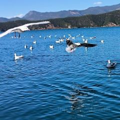 Yu Ni Yi Qi Fish Together Ecological Aquarium (Lugu Lake Branch) User Photo