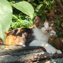 Qisu Court User Photo