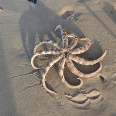 The Westin Shimei Bay Resort·Coast Barbeque Restaurant User Photo