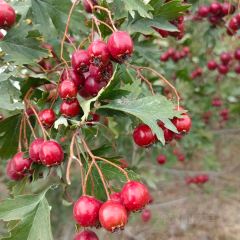 点将台星空营地(博乐赛里木湖店)·自助餐厅 User Photo