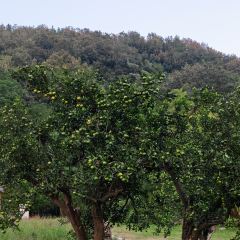 枇杷熟了coffee User Photo