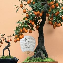 聚味轩酒楼(东升街店) User Photo