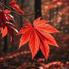 AWU YELLOW RIVER COMMON CARP 여행 사진