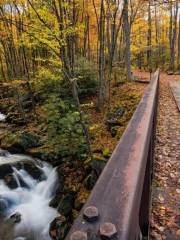 Kisatchie National Forest