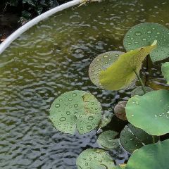 隐子茶舍 User Photo