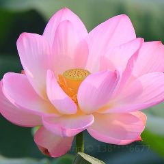 Yijunge (weiduoliya) User Photo