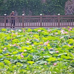 Yijunge (weiduoliya) User Photo