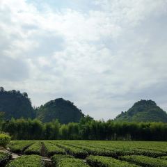 梦回桃花园擂茶(伯赞路旗舰店) User Photo