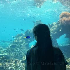 The Tropic User Photo