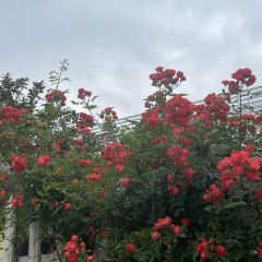 羌英罐罐茶(电厂路综合市场店) User Photo